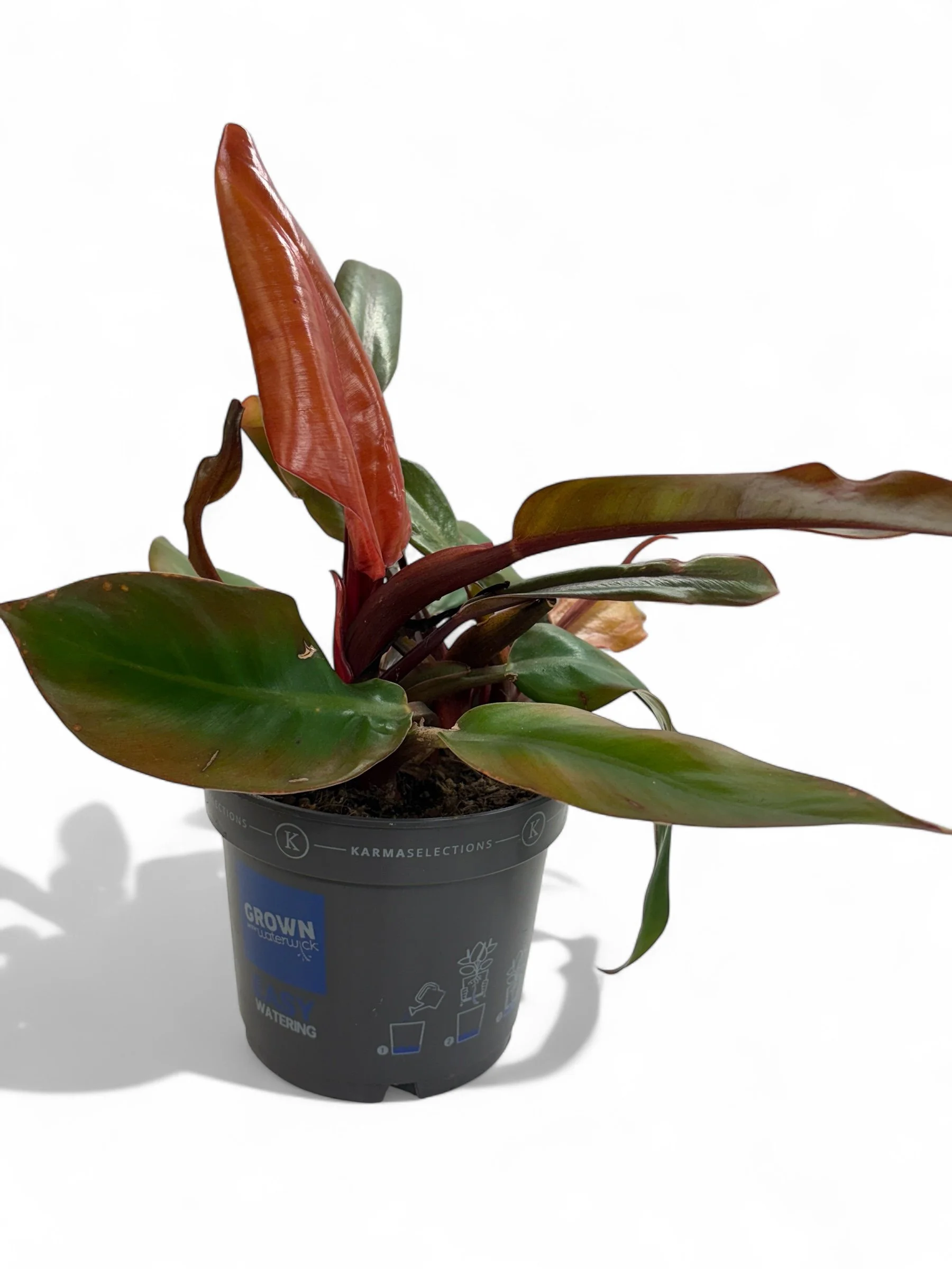 philodendron