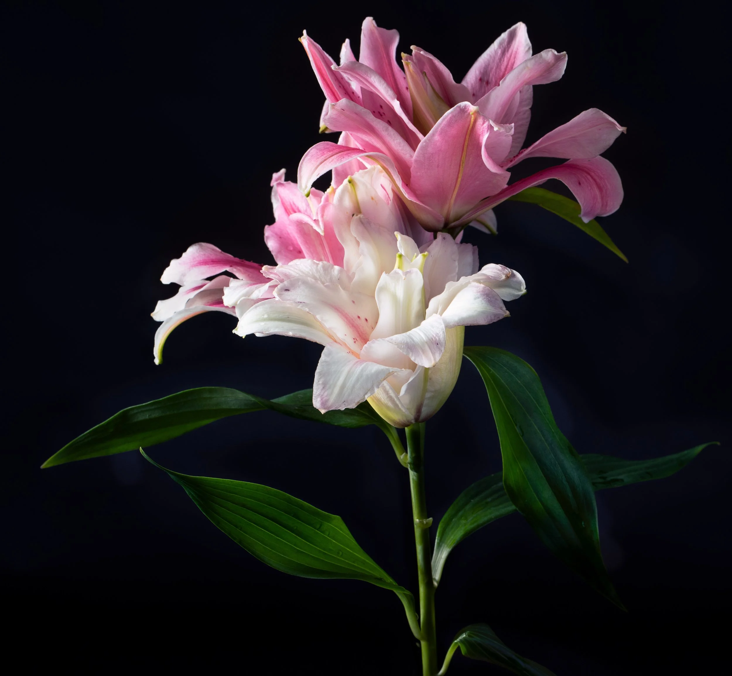 Pink lIllies.jpg