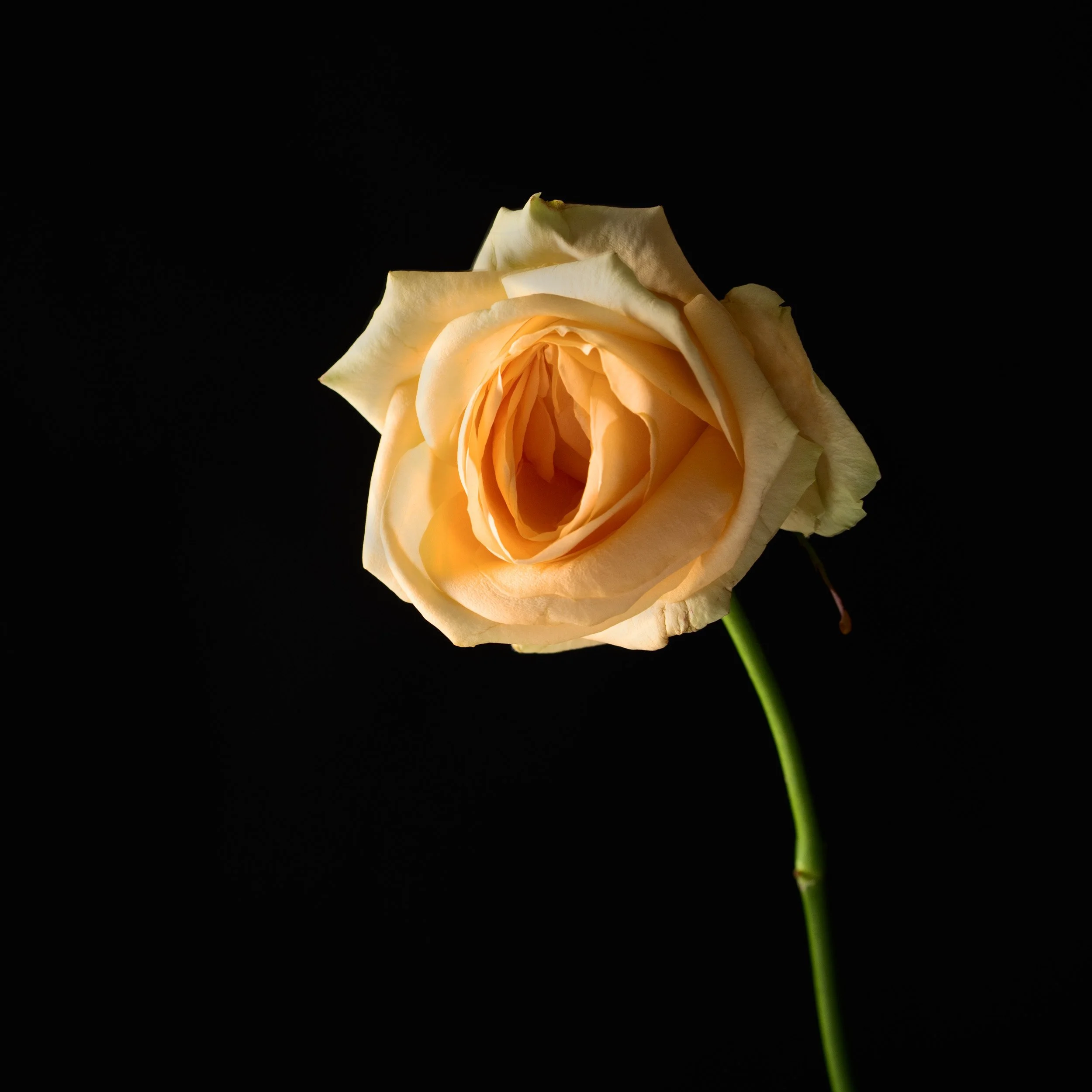 Yellow Rose_square.jpg
