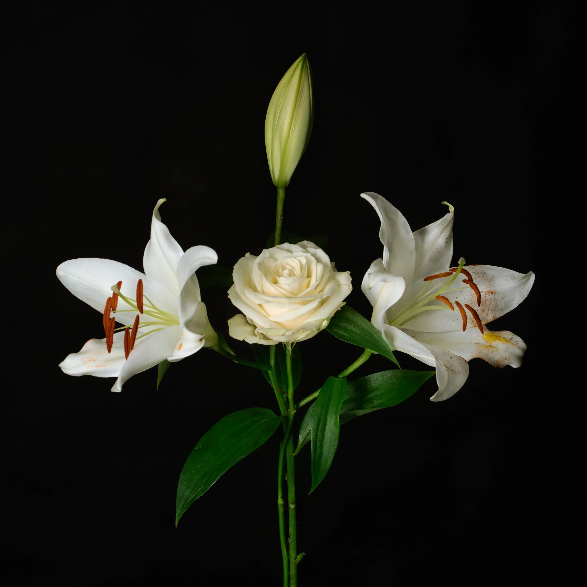 Lillies & Rose_2.jpeg