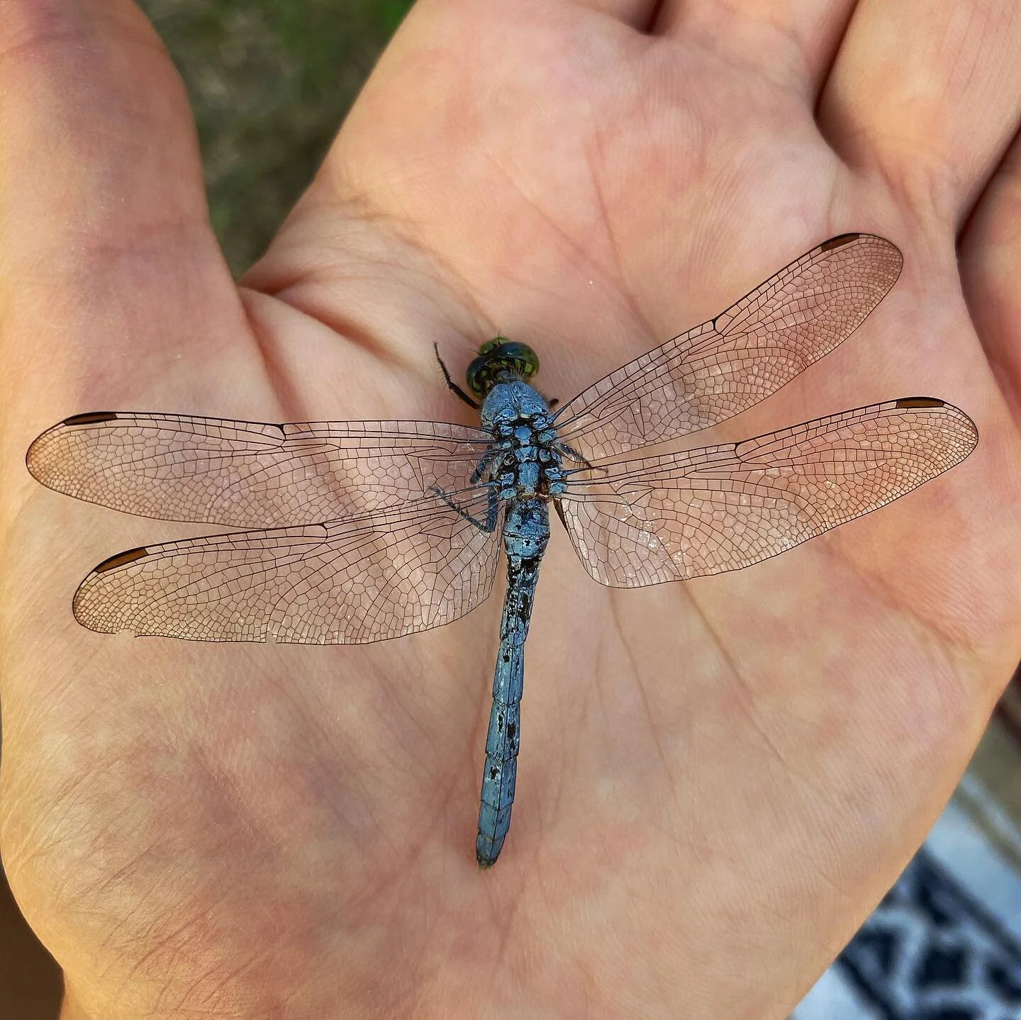 Made a new friend while swimming at the lake last night: the Eastern Pondhawk (Erythemis simplicicollis), a ferocious predatory dragonfly commonly found in MN, WI, and as well, Ontario and Quebec, Canada. 

With daring aerial acrobatics, they hunt da