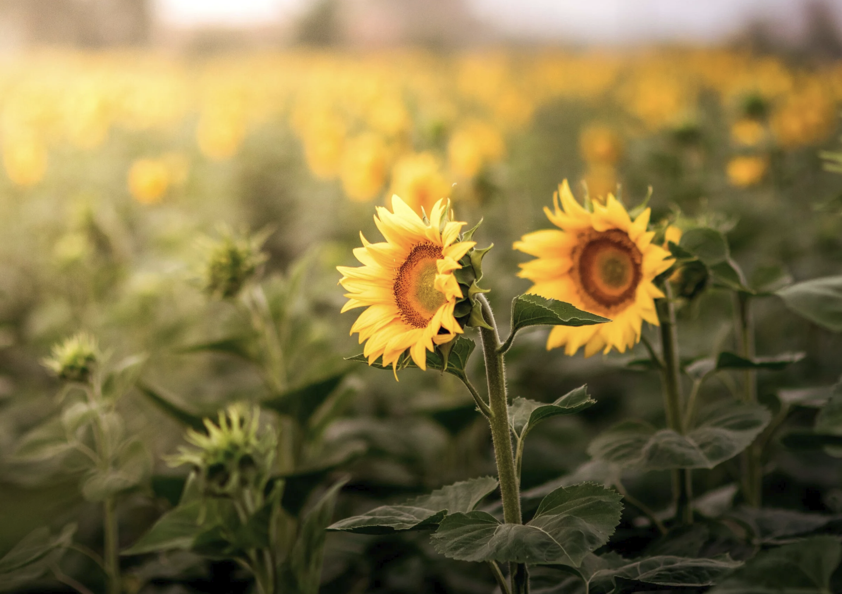 MBSR ESSENTIALS (on-line) 