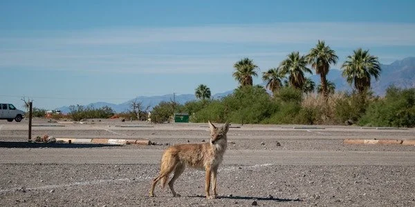   No regrets, coyote    Sep 20, 2019    On the things that were here before us.