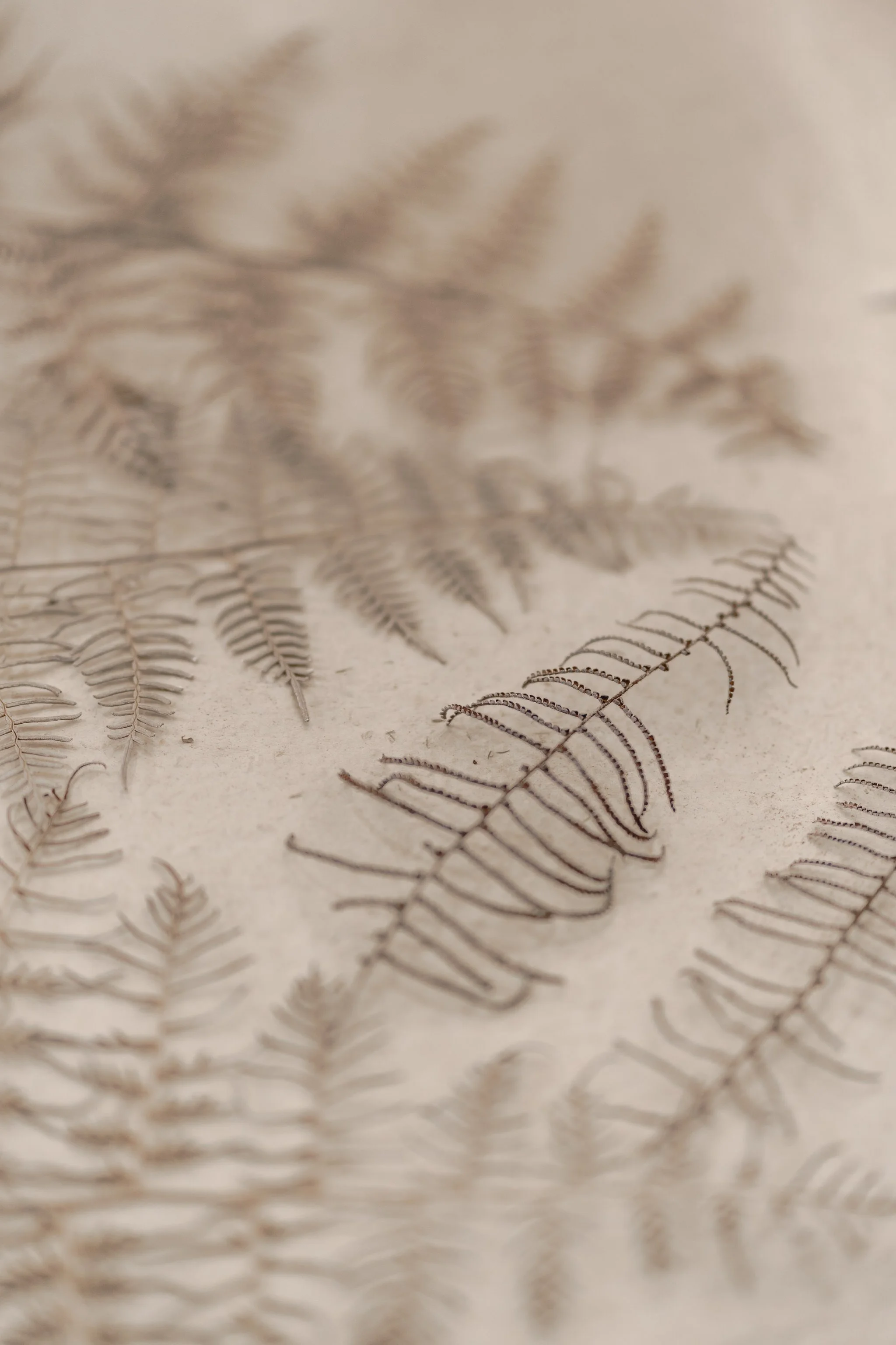 Dried ferns on a beige background