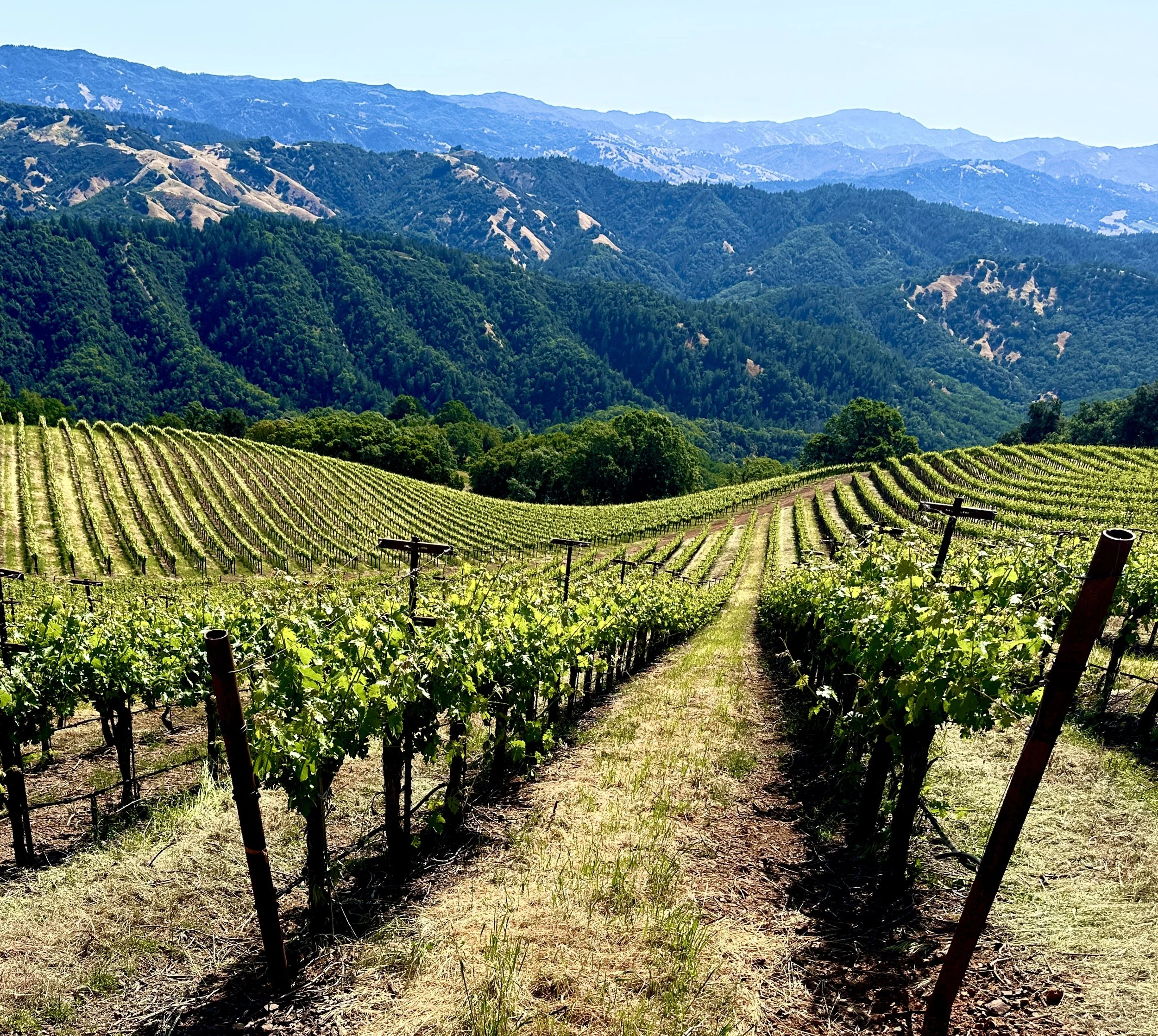 Cooley’s Ranch sky Vineyard $475