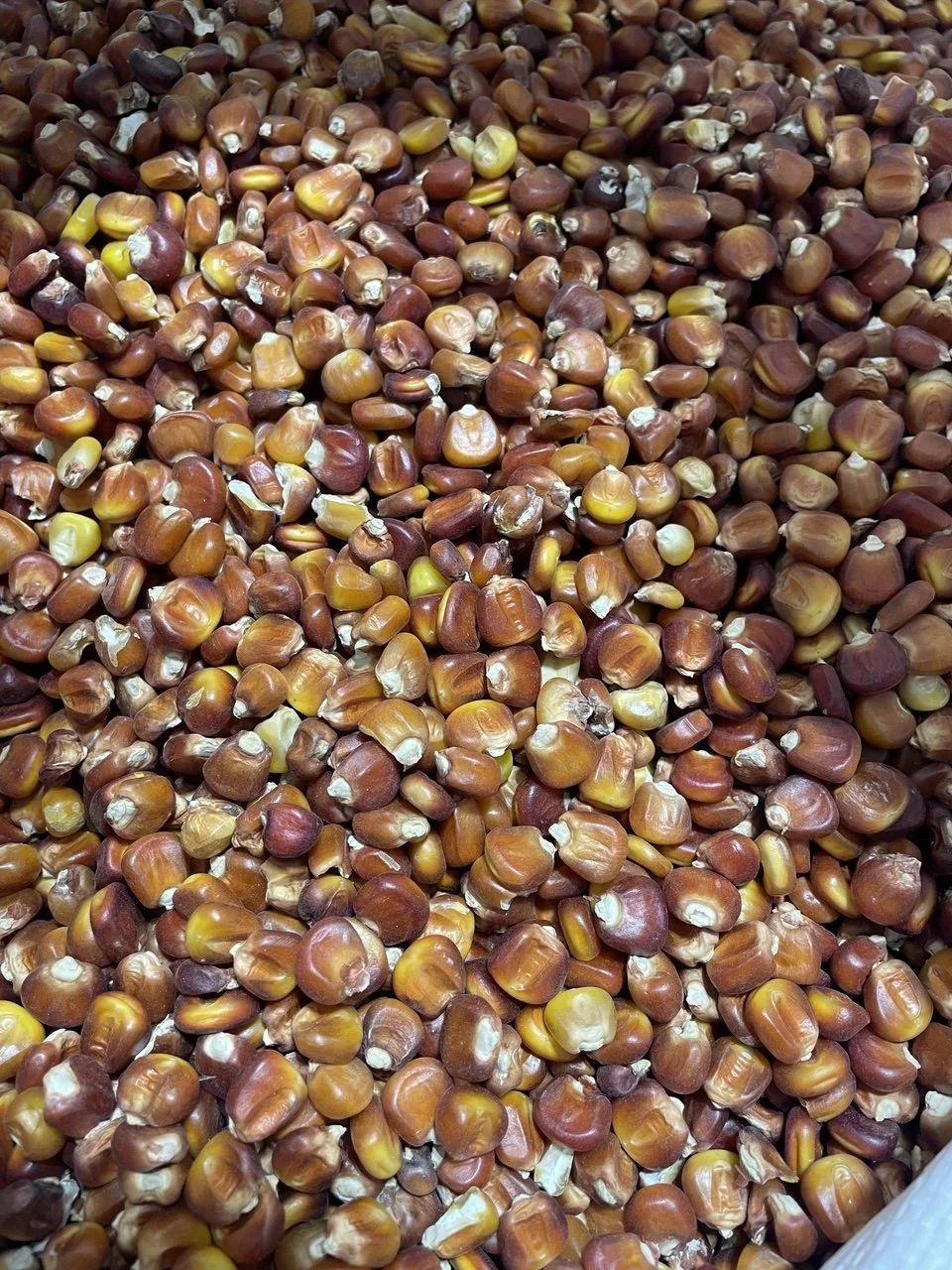 Choices Corn.jpeg