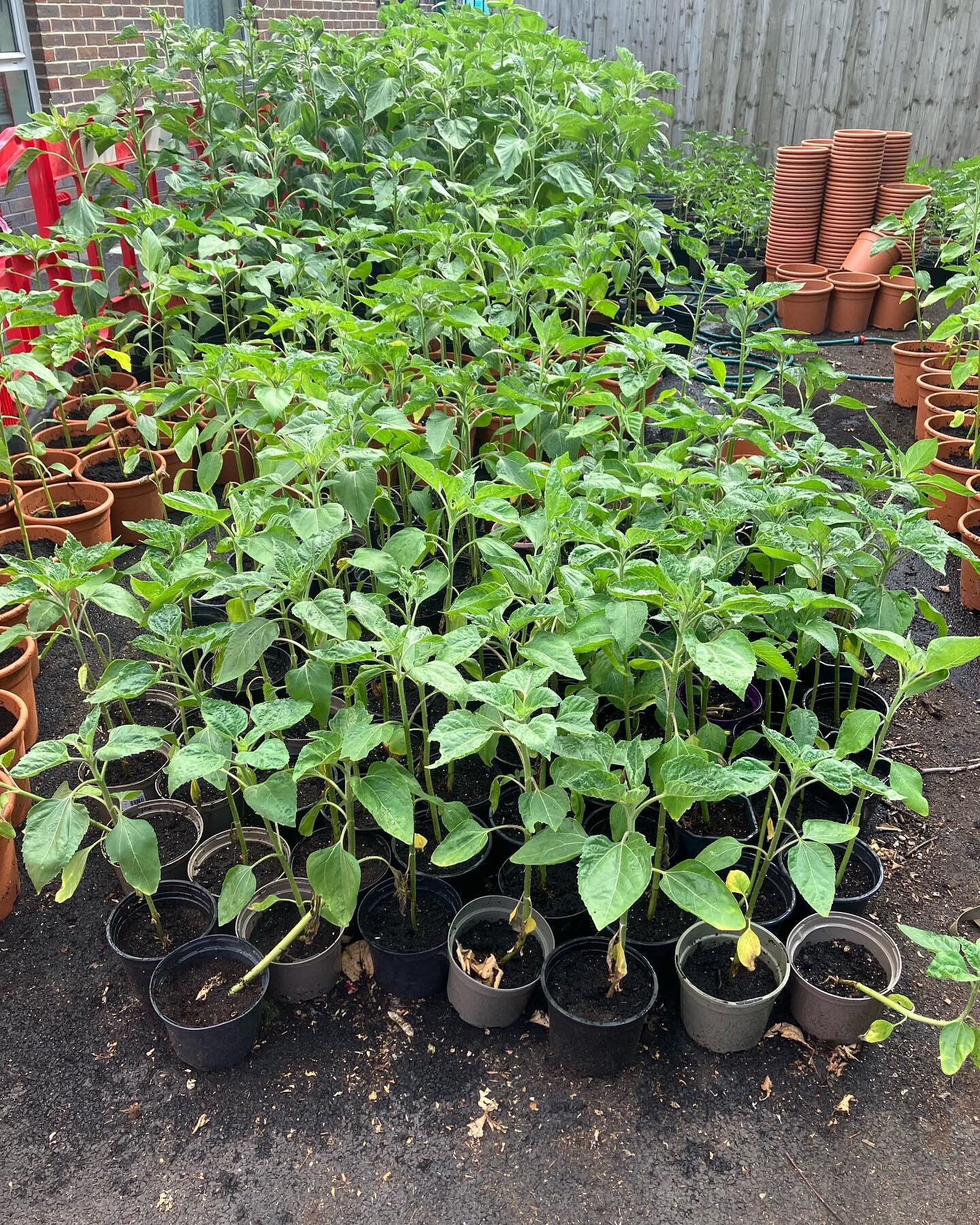 Big thank you to @johnsonswhixley for loads of pots! All now full of compost and bursting with life 🌻 🌻 🌻