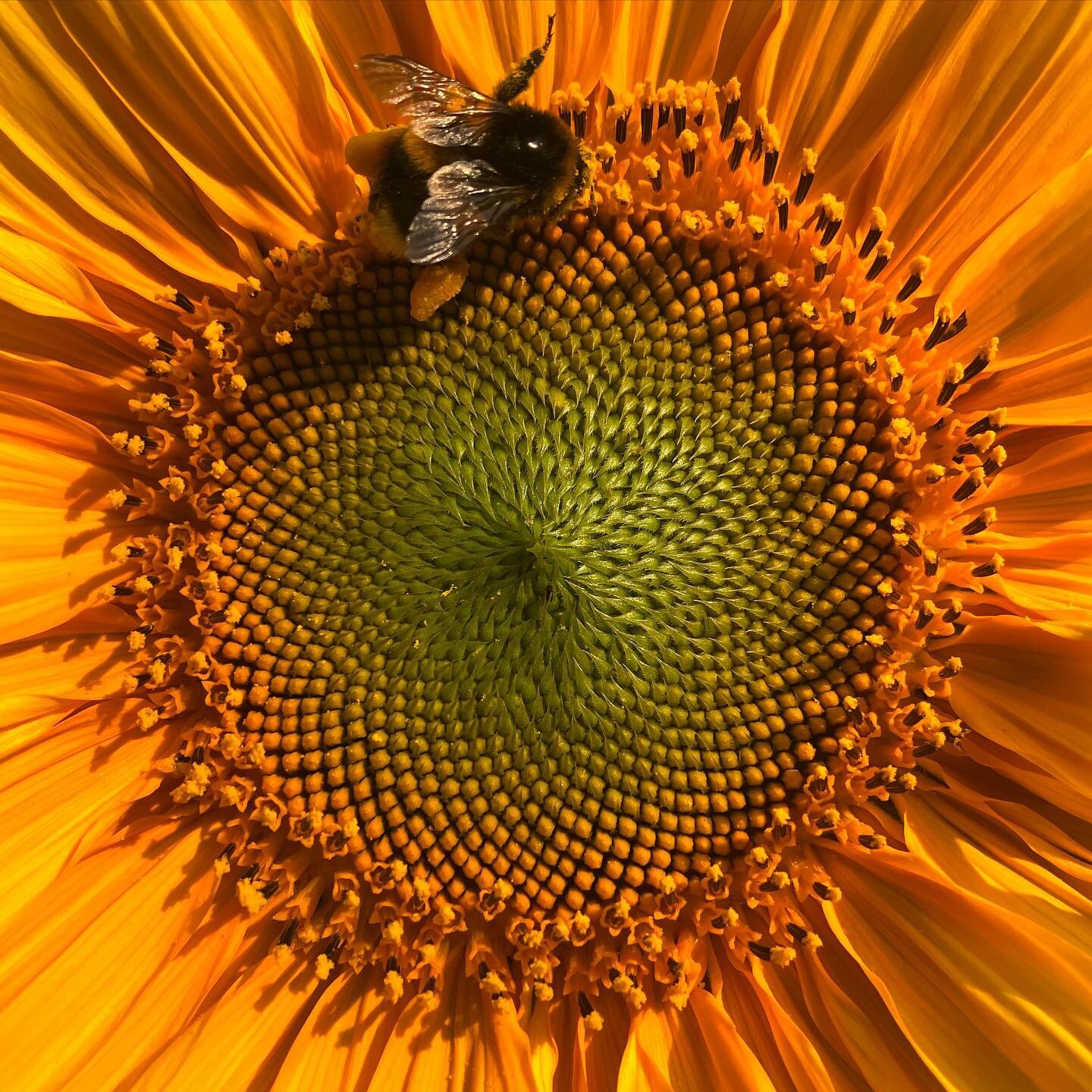 The first of the sunflowers. #pollination #fibonacci #sun #solar #energy #power #bee
