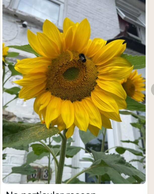 The street whatsApp group is buzzing! with images of bees and sunflowers as neighbours share their sunflower love. #sunflower #street #sun #bees #pollination #solar