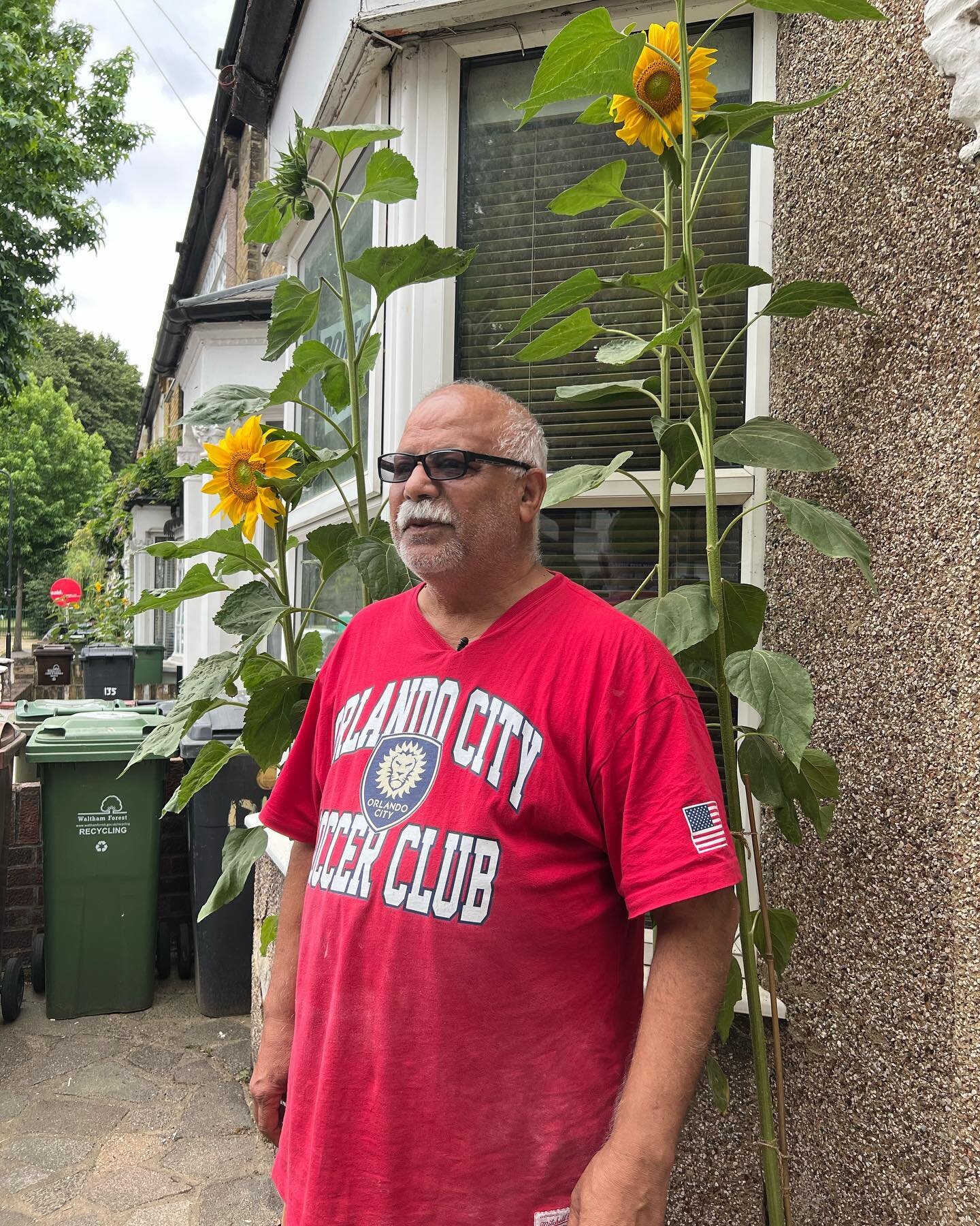 Ejaz out next to his sunflowers! Tallest on the street! #sun #sunflower #renewableenergy