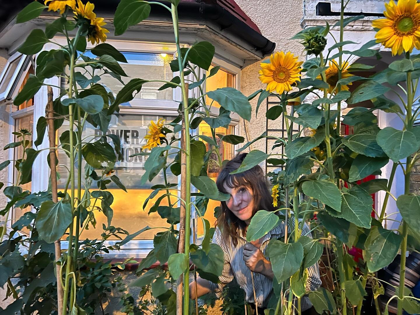 Hilary among the sunflowers last night around 9pm, the light was fading fast and the yellows were so vibrant.