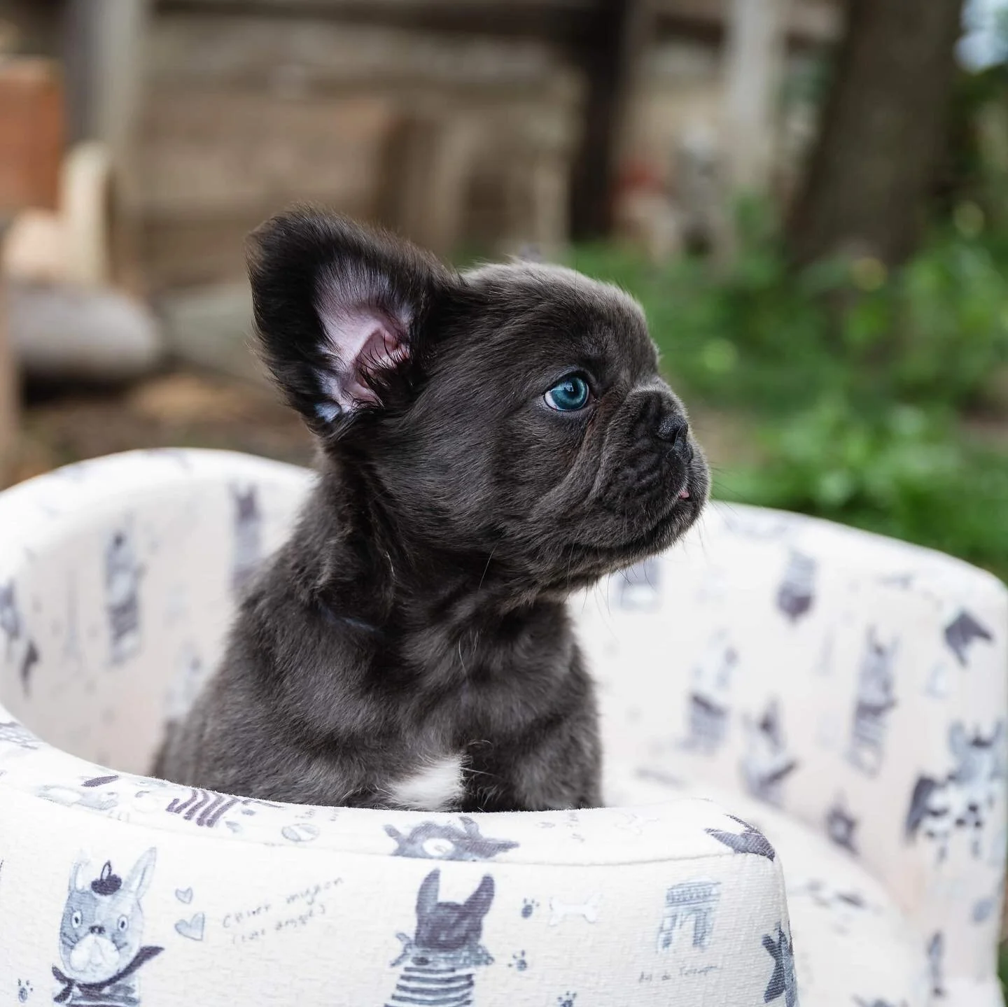 Mariah is so Fluffy! Love her blue eyes!
#fluffy #fluffyfrenchie #frenchie #frenchbulldog #fluffyfrenchbulldog #bayarea #sanjose #sacramento #puppylove #studservice