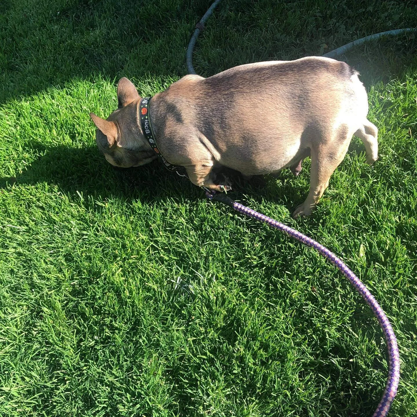 Can you tell how many puppies Coco is having?
#frenchbulldog #frenchie #sacto_frenchies #sacramento #sanfrancisco #sanjose #bayarefrenchbulldogpuppies #reno #studservice #frenchiepuppiesforsale #frenchiepuppylove #frenchbulldogpuppies #coco  #pupper