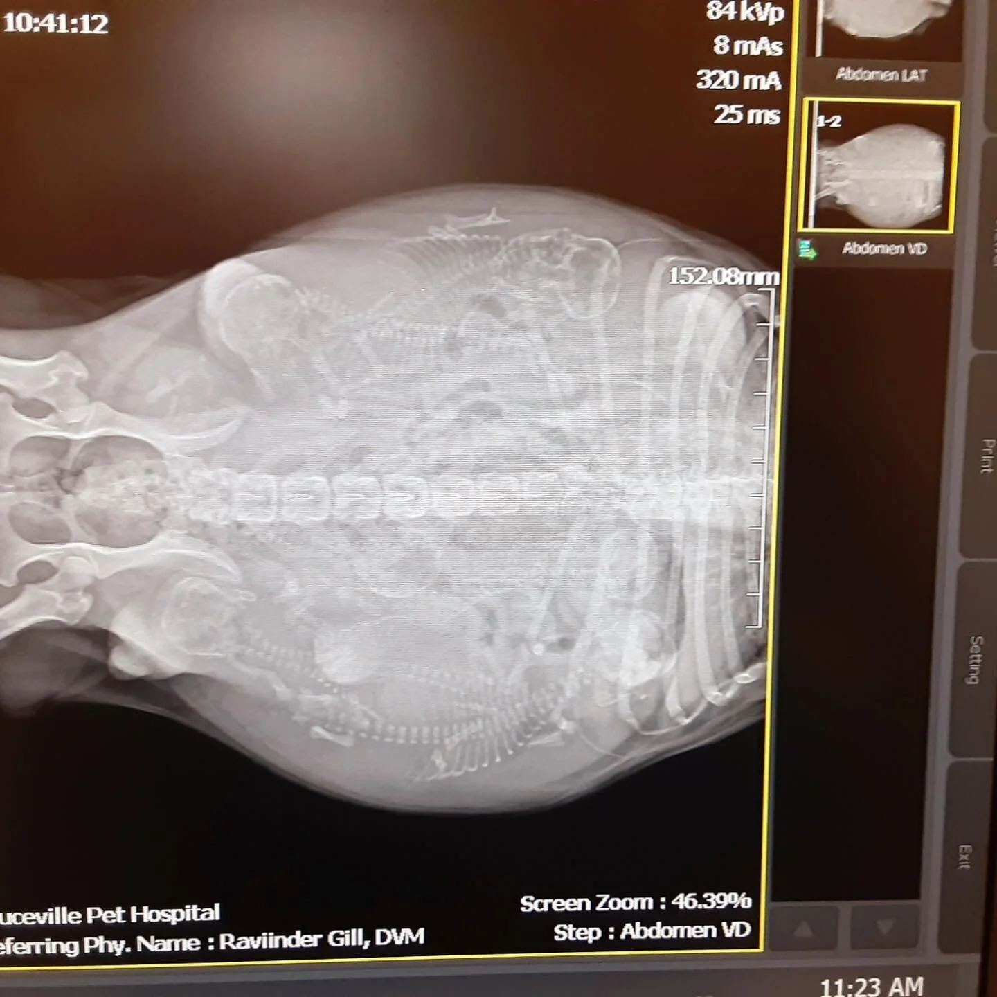 Here is another hint!!
#sacto_frenchies #puppylover #frenchbulldog #frenchiepuppiesforsale #frenchiepuppylove #studservice #sacramento #reno #sanjose #sanfrancisco #coco #fluffycarriers #puppylife #