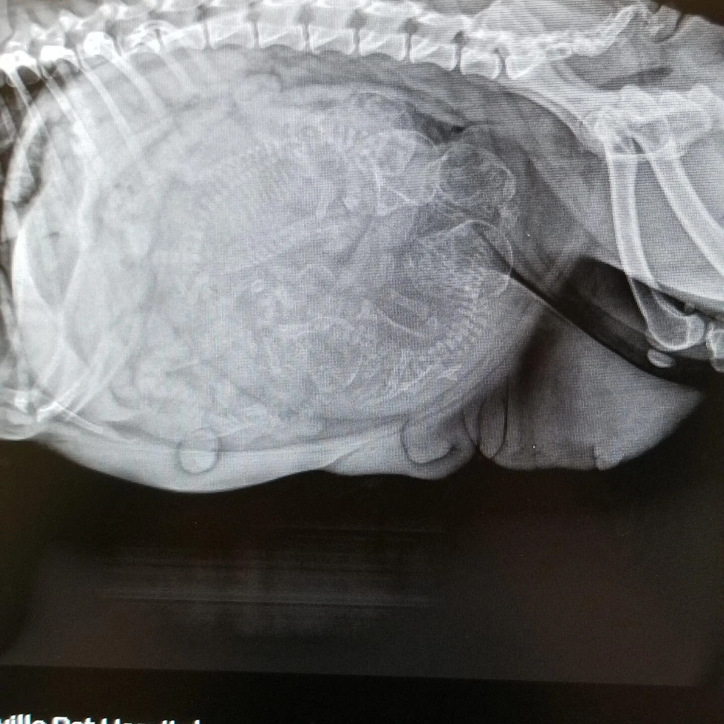 Can you guess how many pups Layla and Woverine are having? #sacto_frenchies #sacramento #frenchies #frenchbulldog #fluffyfrenchie #fluffy #bayareafrenchies #studservice #sanfrancisco #sanjose #reno #frenchiepuppylove #frenchiepuppiesforsale #frenchbu