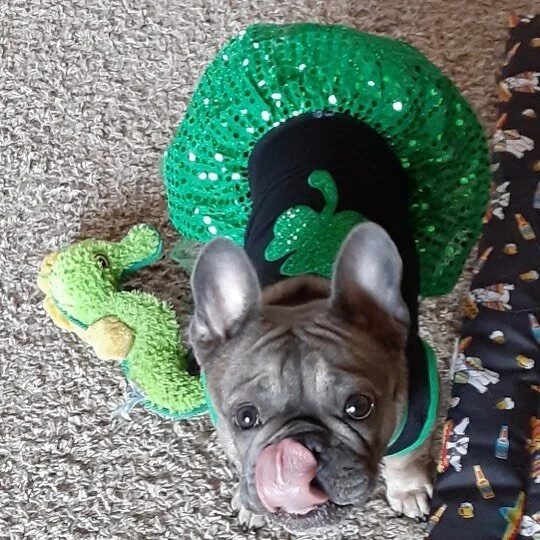 Happy St.Patrick’s Day!!!
#sacto_frenchies #frenchbulldog #frenchies #frenchielove #stpatricksday