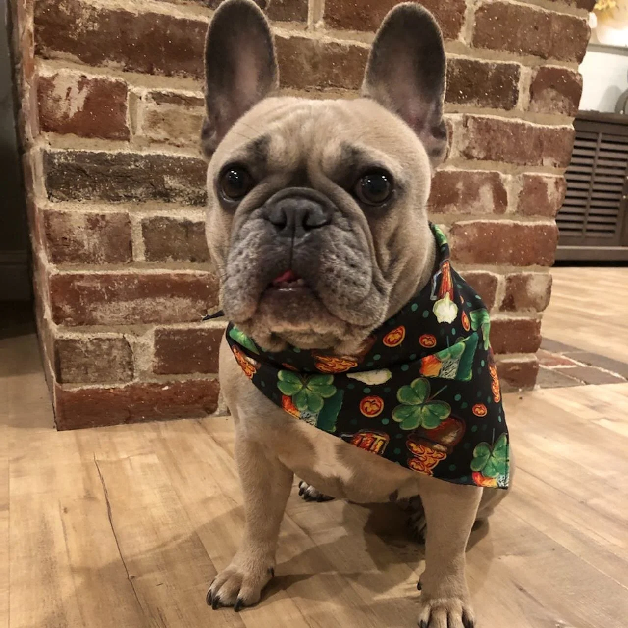 Happy St. Patrick’s Day!!!#sacto _frenchies #sacto #stpattysday #frenchbulldog #frenchie #frenchies #sacramento