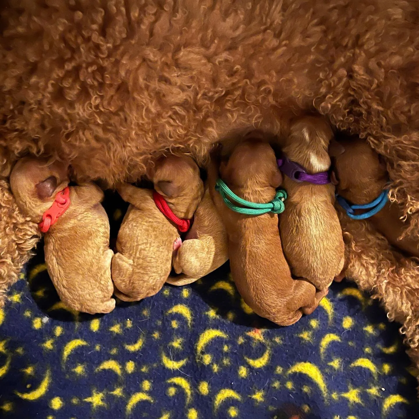 Hazel had SIX healthy Cavapoo pups last night! They will be ready to go home in eight weeks