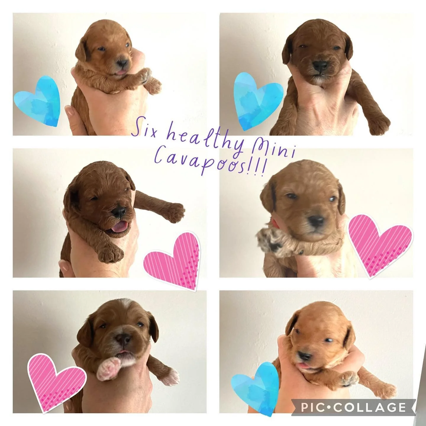 They are two weeks old and their eyes are OPEN!