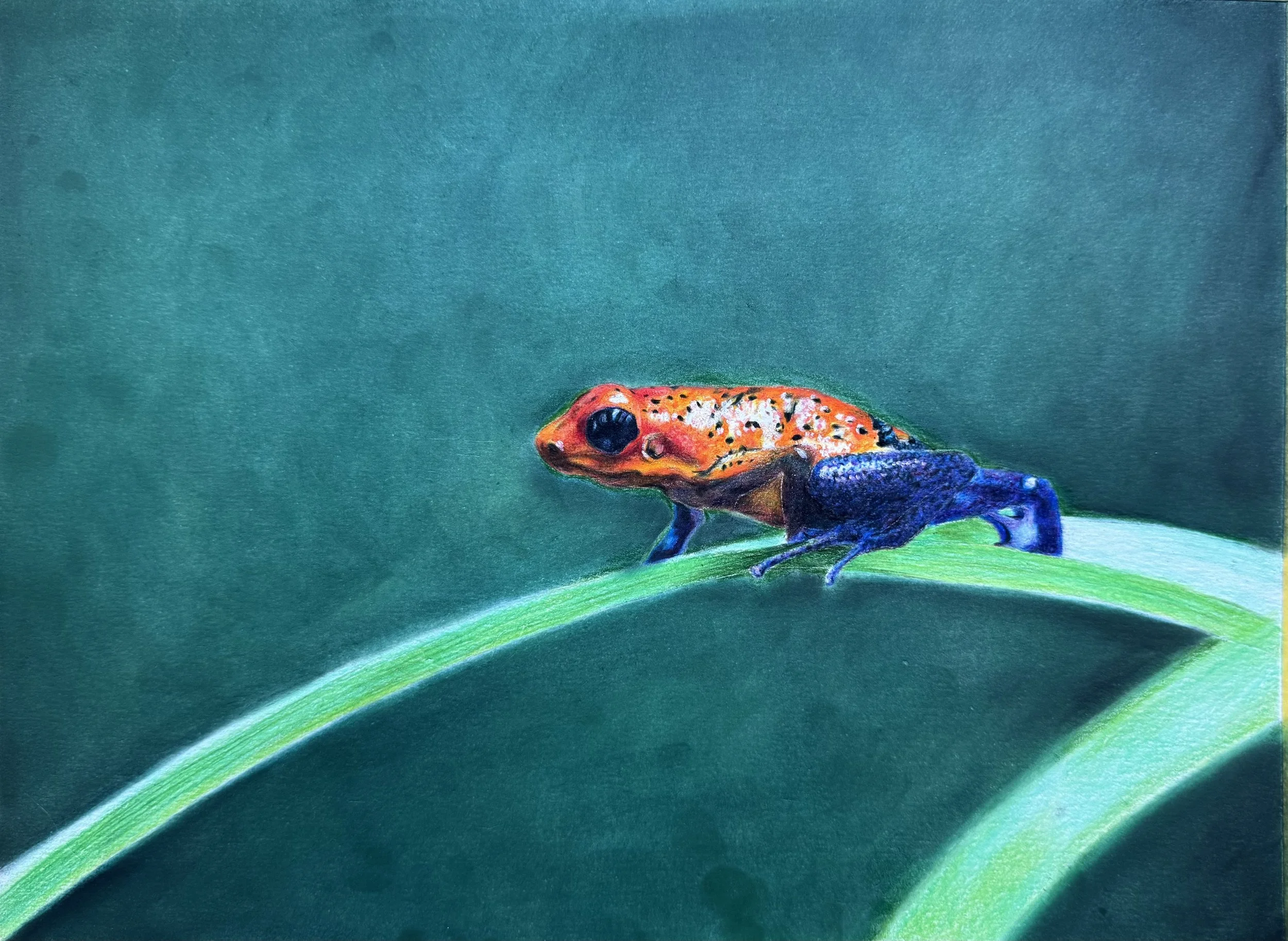 The Strawberry Poison Dart Frog Project