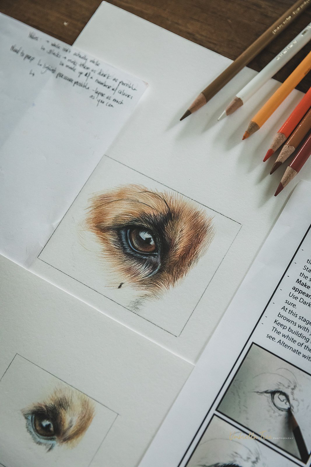 Dog's Eye Drawing Guide