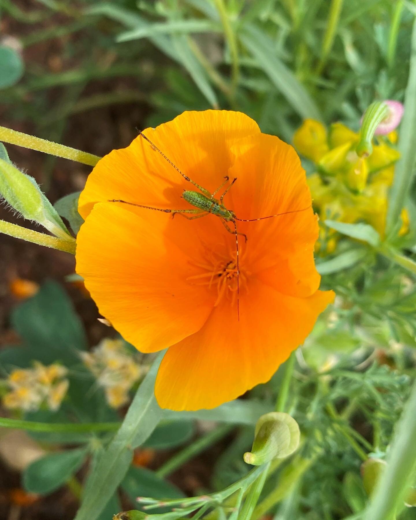 Spring means baby animals, and that includes baby insects! This small friend is a bush katydid nymph (immature form) on a California poppy in our garden at the @sierra2center in Curtis Park.
.
.
.
.
.
#kaydid #bushkatydid #orthoptera #tettigoniidae #