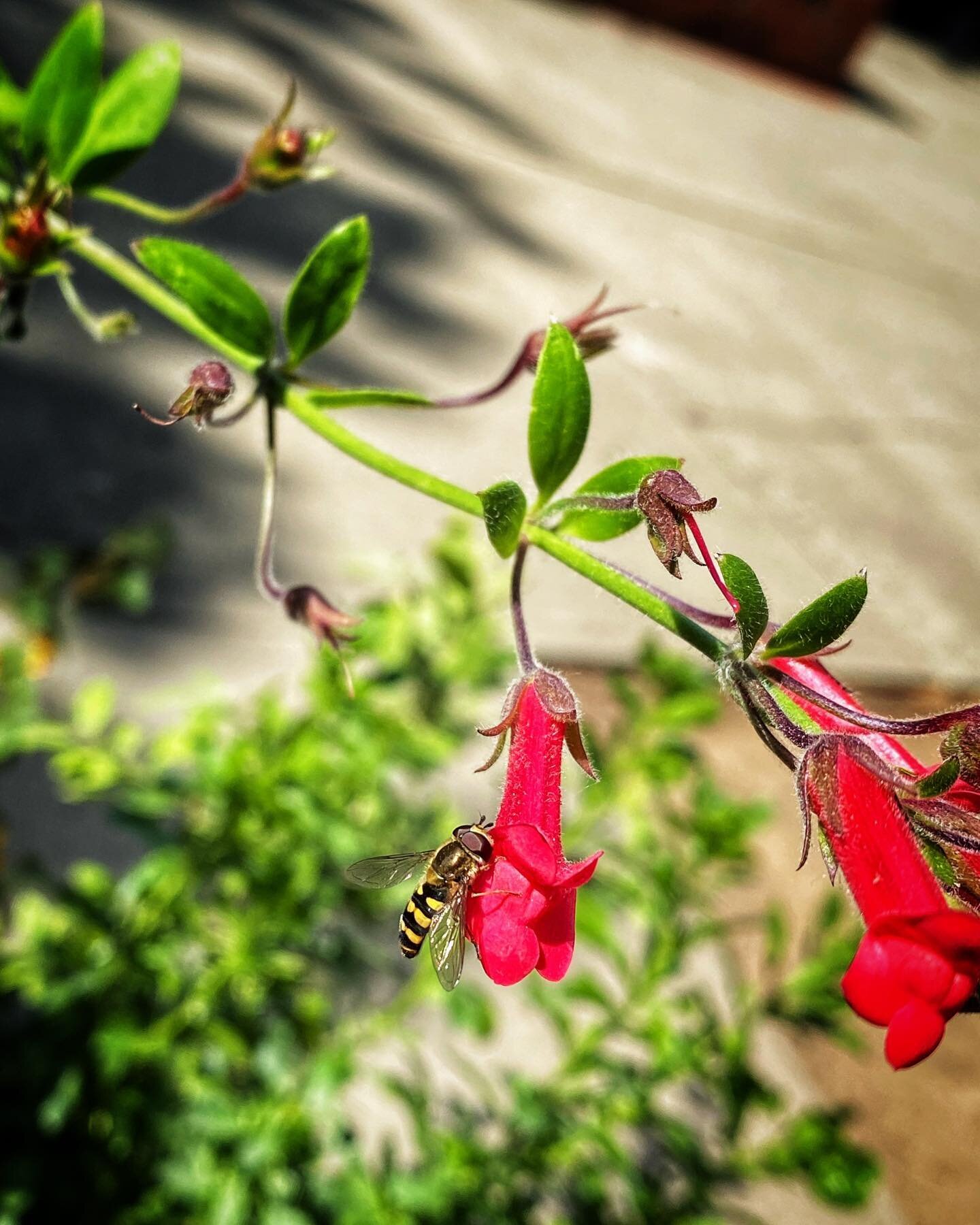 Syrphids and snapdragons at the Miridae Mobile Nursery today!
.
.
.
.
.
.
.
#miridae #miridaelivinglabs #californiainsects #californianativeinsects #nativeplants #californianativeplants #californianativewildflowers #syrphidae #syrphid #hoverfly #beef