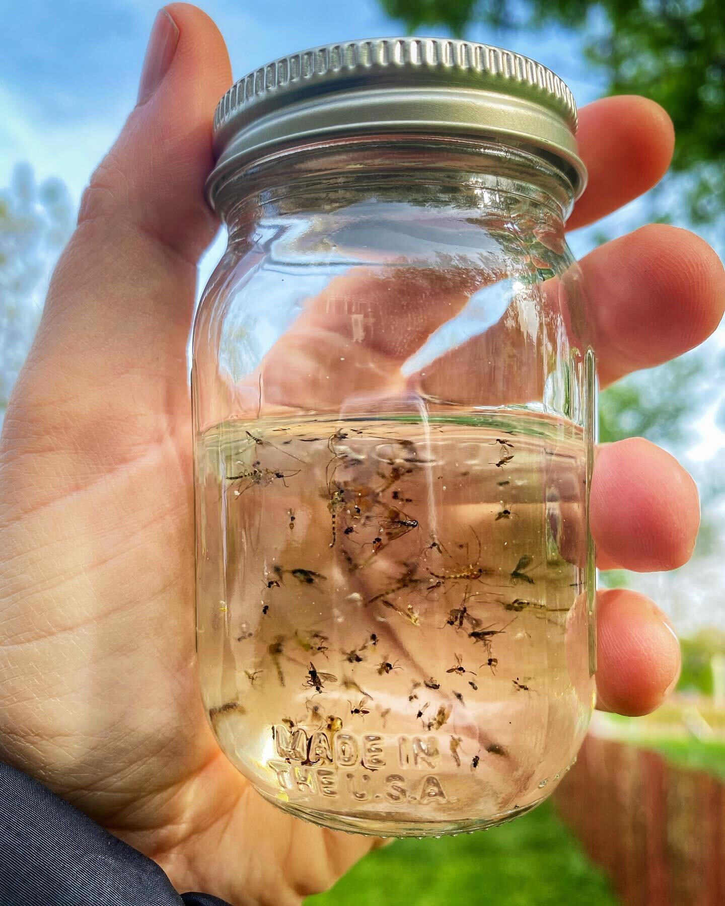 Most people see a gross jar of bugs&hellip; we see a whole bunch of DATA!! Can&rsquo;t wait to keep collecting post-sheep-fertilization to see what insects our wooly friends help attract. (See previous post for more information about our monitoring p