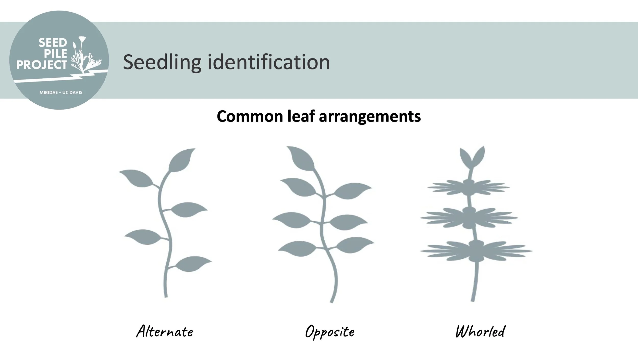 Seedling Identification Guide