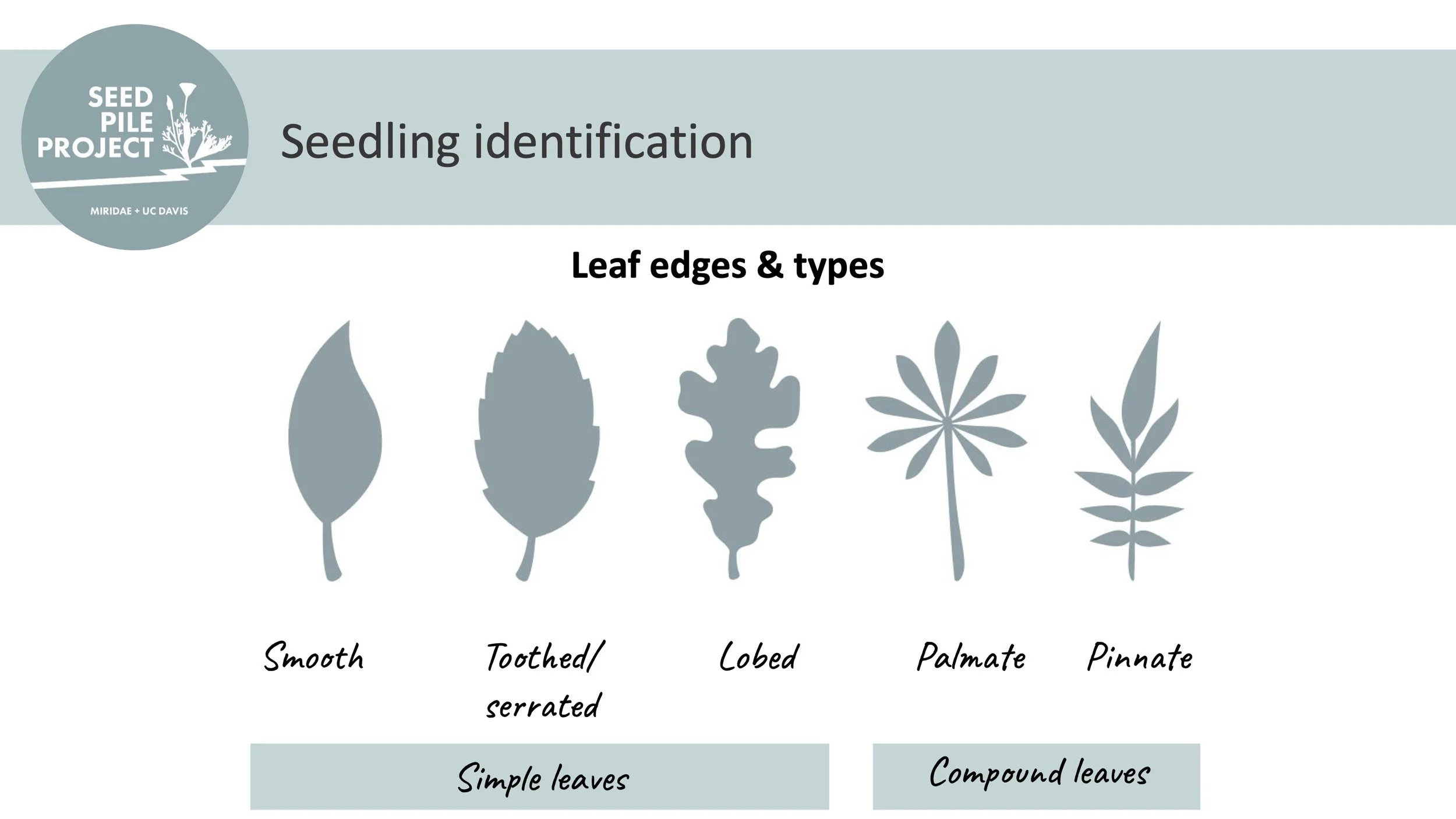 Tree Seedling Identification Guide Seedling Identification Guide