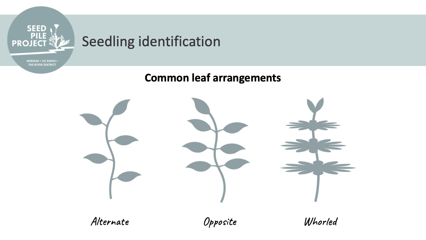 Seedling Identification Guide
