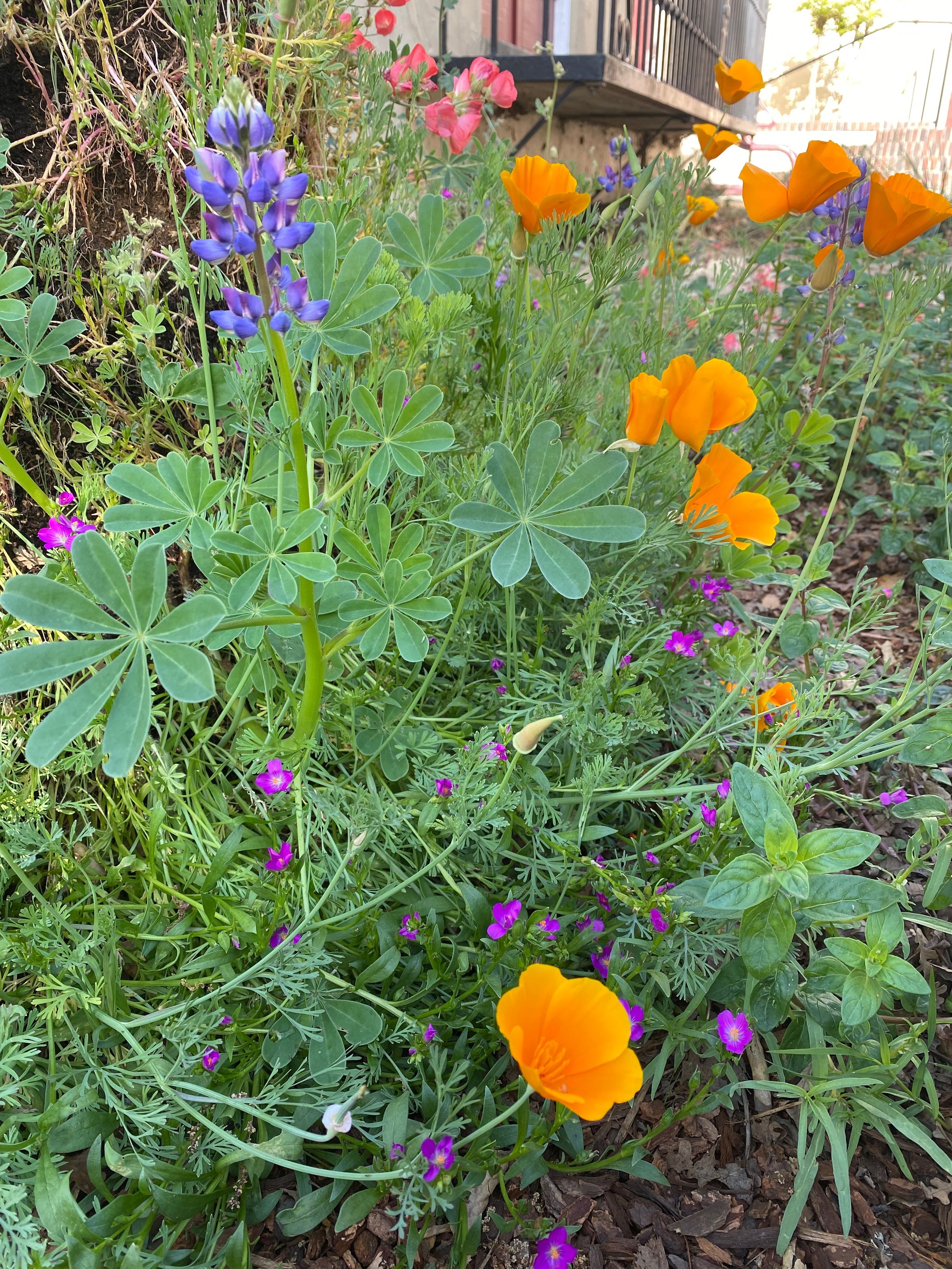 IMG_3329.jpeg