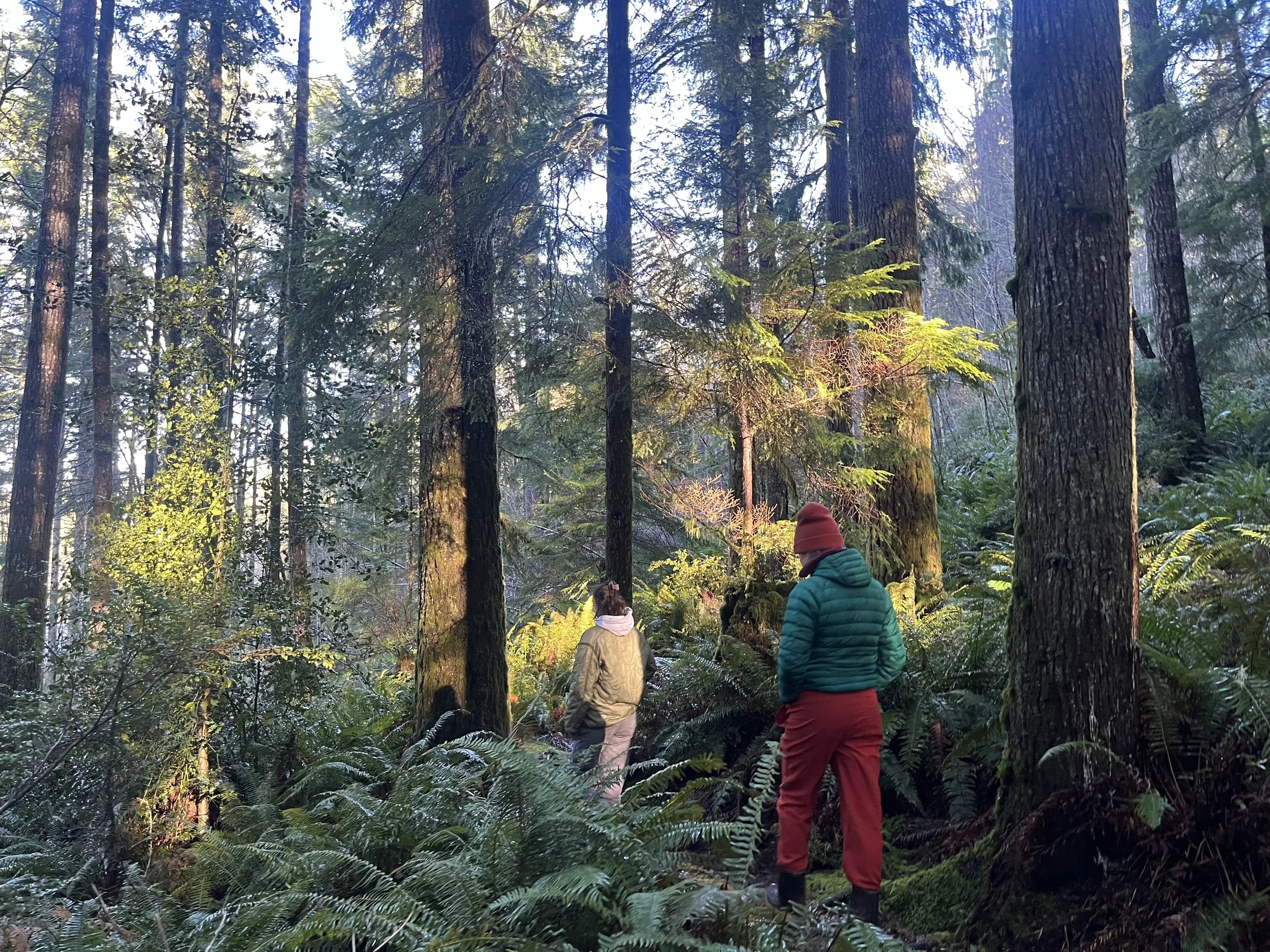 woods_walk.jpg