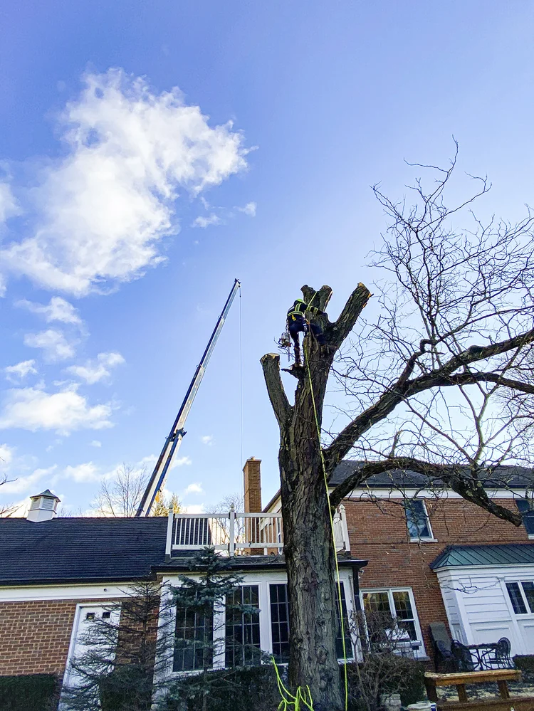 Removal near a home