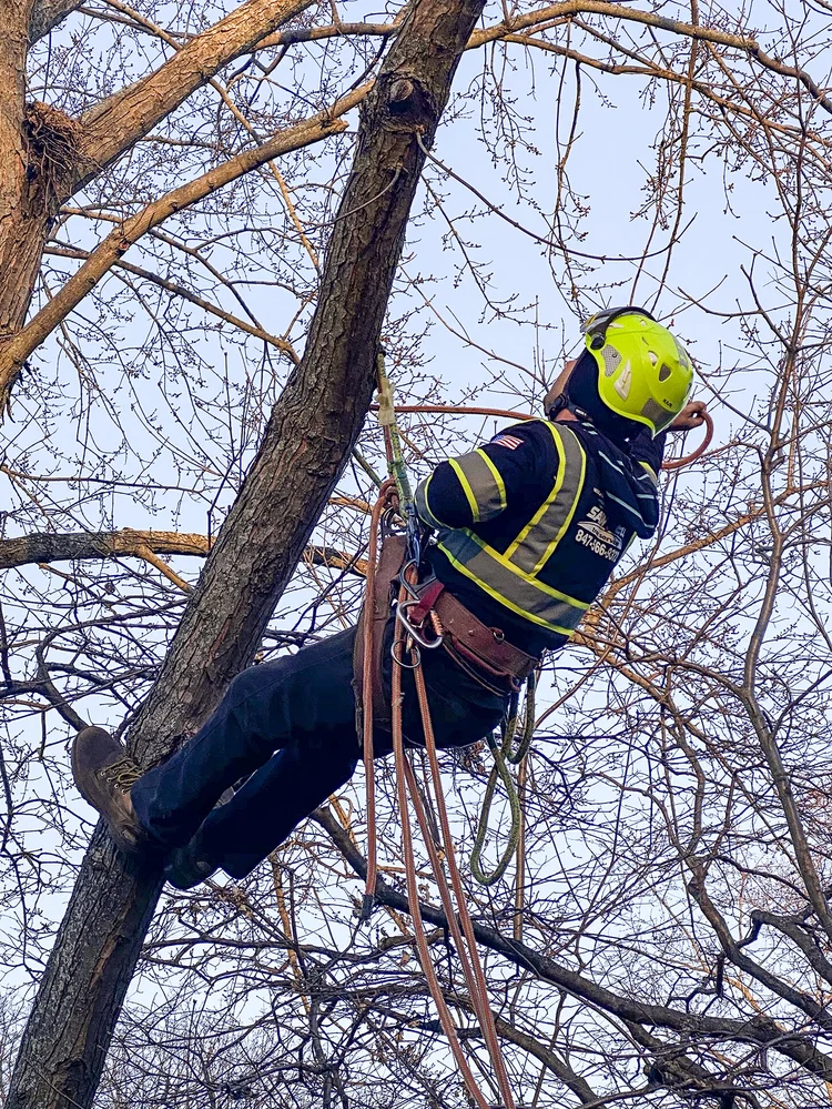 Sawvell arborist climbing