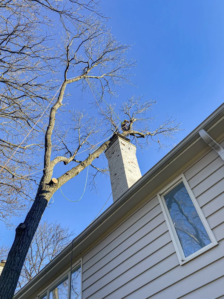 Removal next to a home