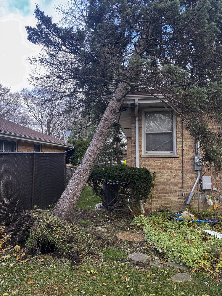 Storm-damaged tree