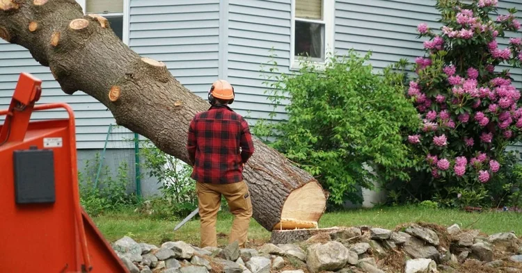 What is the Average Cost of Tree Removal?
