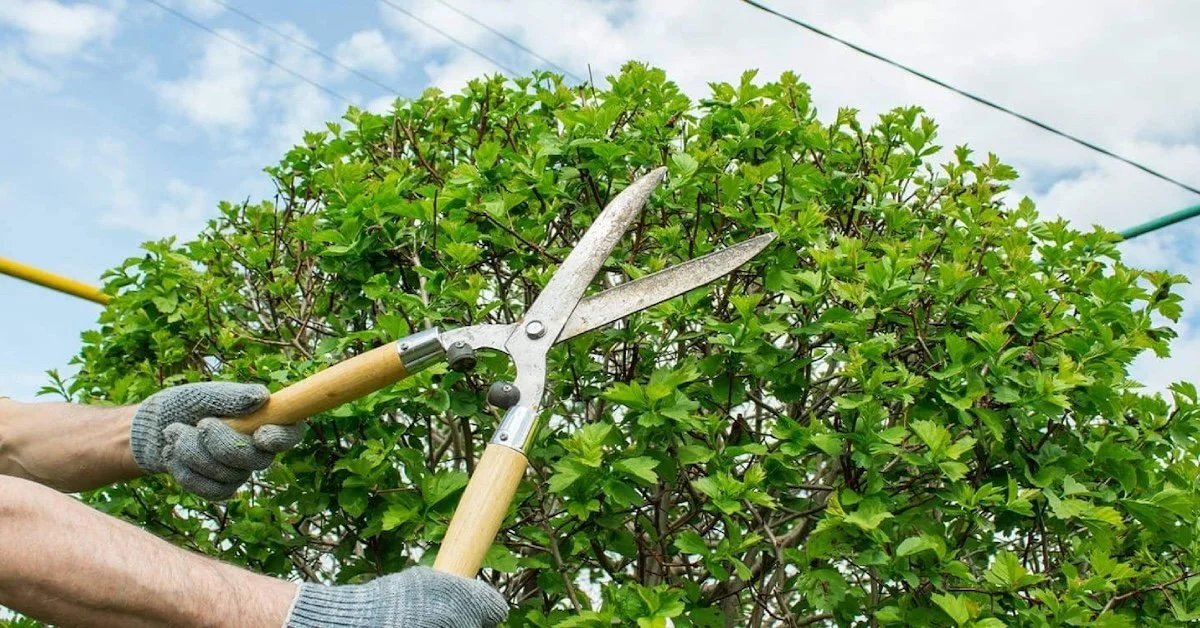 What’s the Difference Between Tree Trimming and Pruning?
