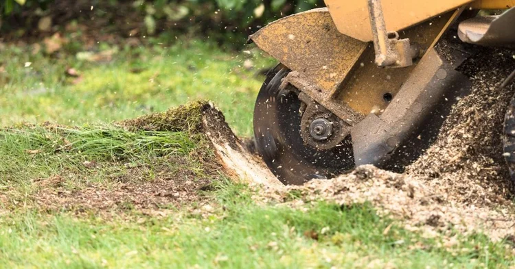How Much Does Stump Grinding Cost Near Me?