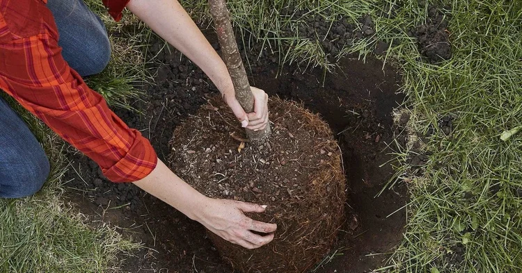 What Is the Proper Way to Plant a New Tree?
