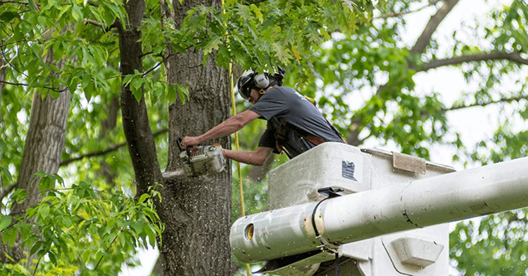 What Equipment Is Used for Tree Removal Service?