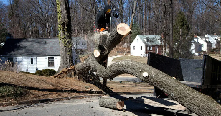 What Qualifies as an Emergency Tree Service?