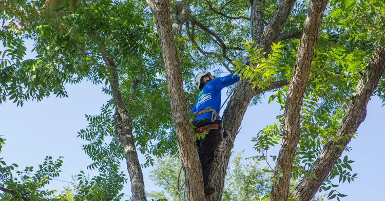 When Is the Best Time to Trim Trees?
