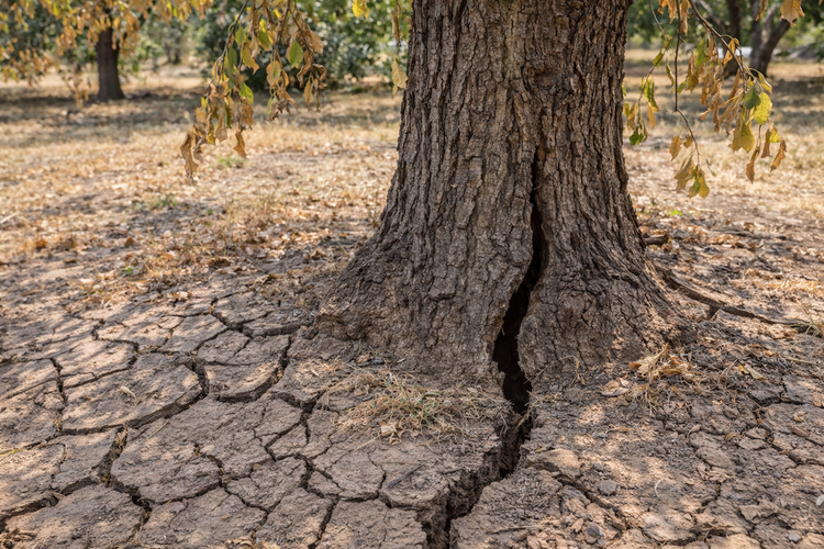 How Do Drought and Heat Stress Affect Tree Stability?