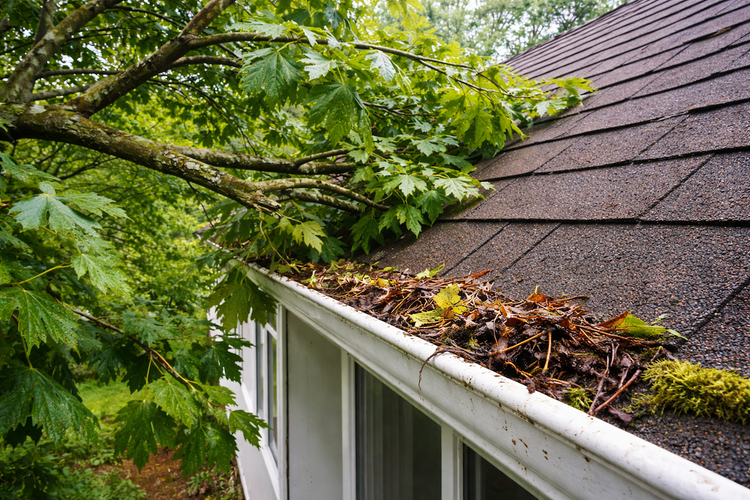 How Do Overgrown Trees Impact Roofs and Gutters?
