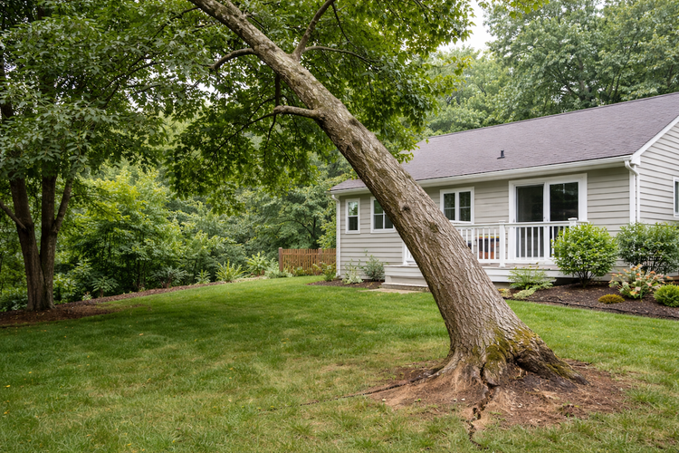 What Should I Do If My Tree Is Leaning More Each Year?