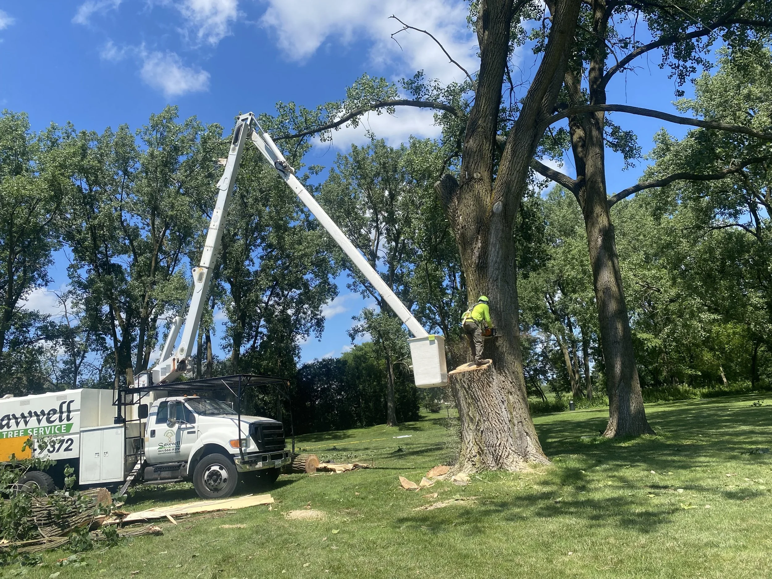 Let’s talk about Oak Wilt!