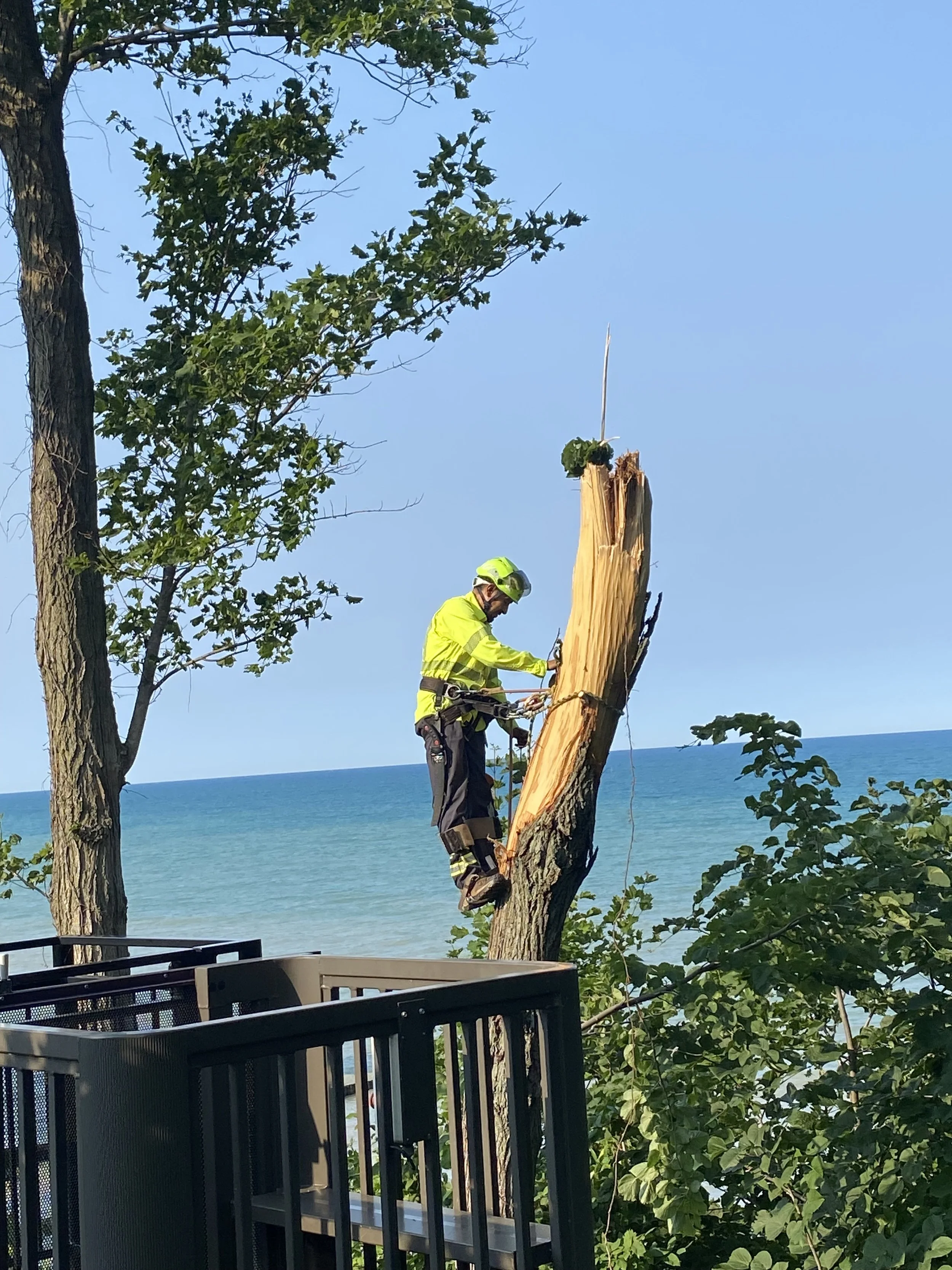 10 Warning Signs Your Tree May Be Dangerous