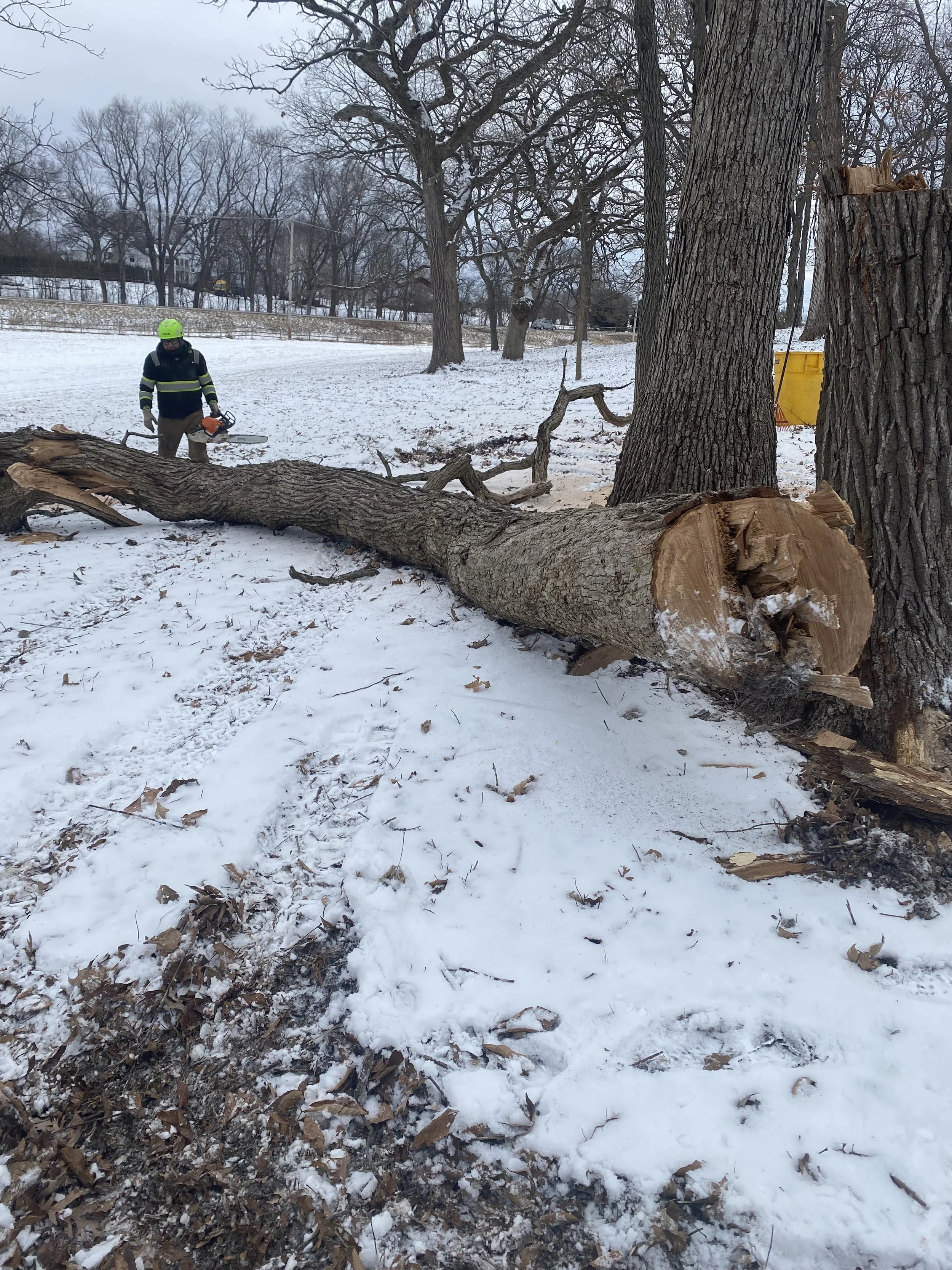 Fall Tree Care in Lake County &amp; the North Shore: 7 Things Homeowners Should Do Before Winter